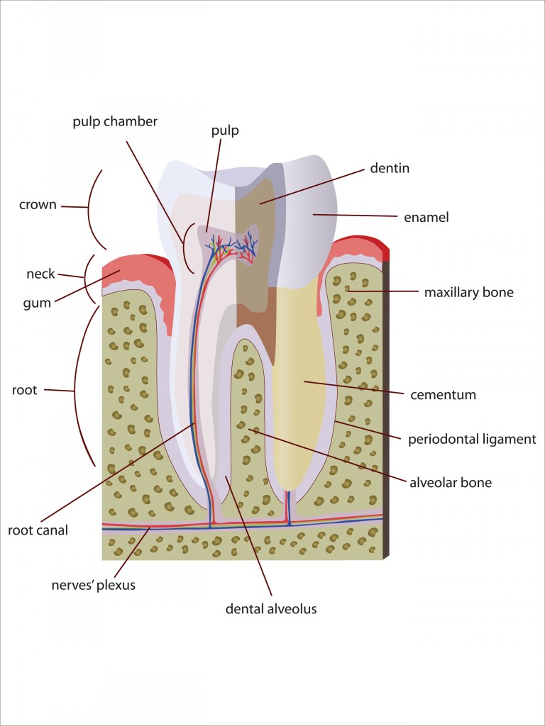 Root Canals Loganville Dentist Restorative Dentist Loganville GA
